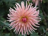 Dahlia Soft Pink 